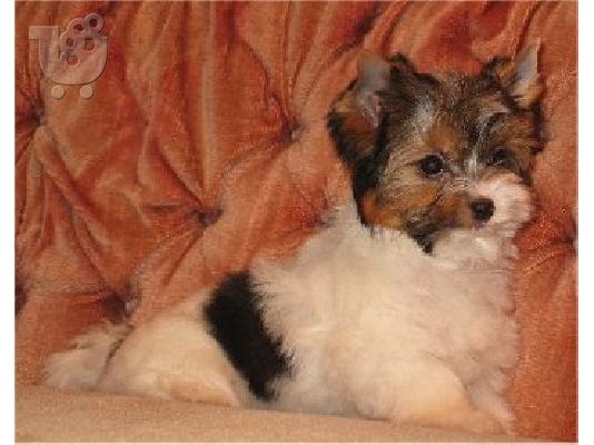 PoulaTo: χαριτωμένο μίνι παιχνίδι Yorkshire Terrier κουτάβια